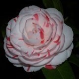 La Peppermint
